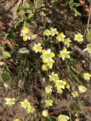 Hesperomecon linearis