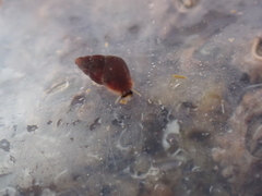 Barleeia unifasciata