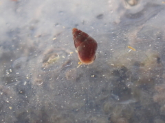 Barleeia unifasciata
