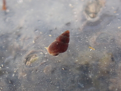 Barleeia unifasciata