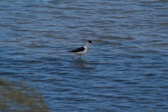 Himantopus himantopus