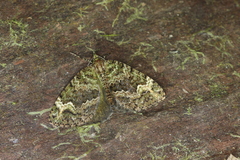 Spargania privernaria