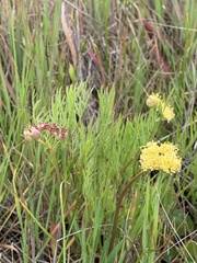 Lomatium caruifolium caruifolium
