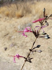 Anisacanthus puberulus