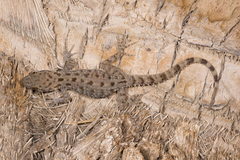 Cyrtopodion scabrum