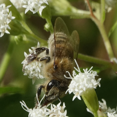 Apis mellifera