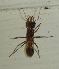 Myrmecia nigriceps