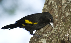 Cacicus chrysopterus