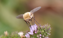 Nothoschistus melampogon