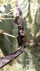 Myotis dinellii