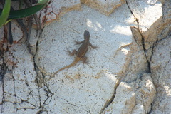 Sceloporus pyrocephalus