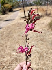 Anisacanthus puberulus