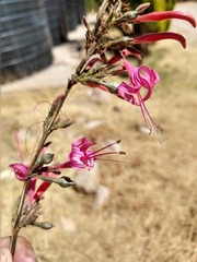 Anisacanthus puberulus