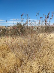 Anisacanthus puberulus
