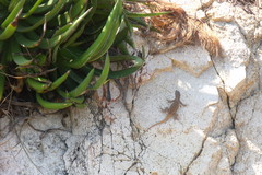 Sceloporus pyrocephalus