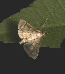 Spilomelini
