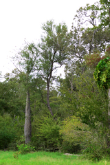 Ceiba pubiflora