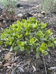 Crassula multicava