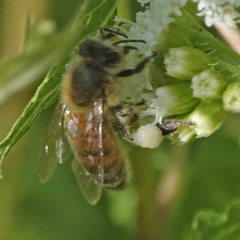 Apis mellifera