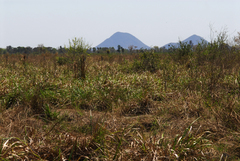 Paspalum virgatum