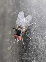 Tachinidae