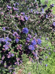 Ceanothus papillosus