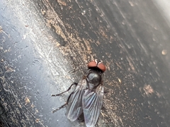 Tachinidae