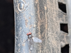 Tachinidae