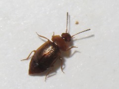 Anthobium unicolor
