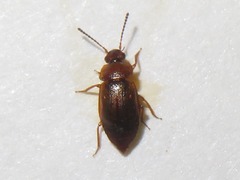 Anthobium unicolor