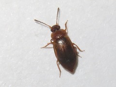 Anthobium unicolor