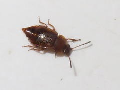 Anthobium unicolor