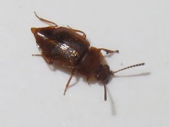 Anthobium unicolor