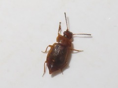 Anthobium unicolor