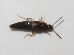 Oxypoda acuminata