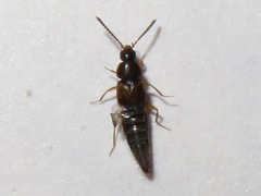 Oxypoda acuminata