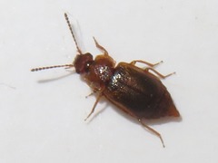 Anthobium unicolor