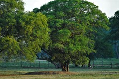 Libidibia paraguariensis