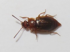 Anthobium unicolor