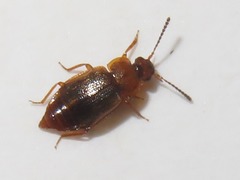 Anthobium unicolor