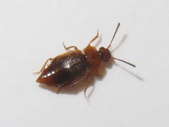 Anthobium unicolor