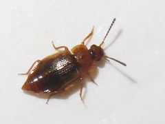 Anthobium unicolor