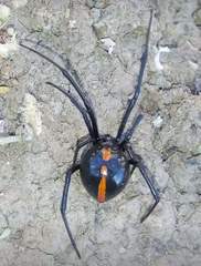 Latrodectus mactans