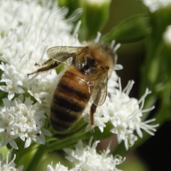 Apis mellifera