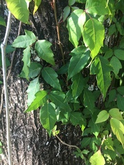 Toxicodendron radicans image