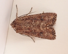 Ichneutica morosa