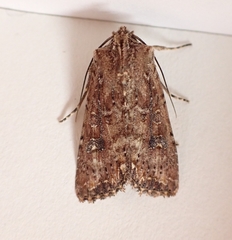 Ichneutica morosa