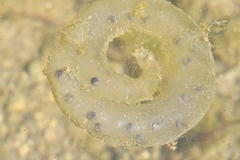 Hynobius leechii