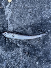 Merluccius bilinearis