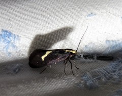 Polix coloradella